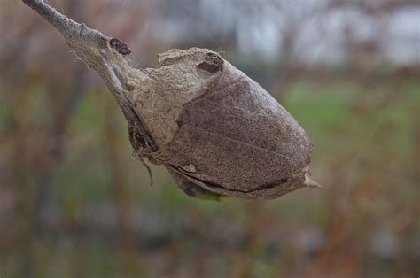 Luna Moth Caterpillar Cocoon