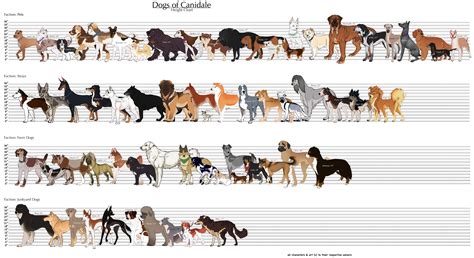 Dog Sizes By Weight Chart
