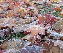 Image result for 秋霜 frostinautumn