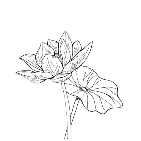 Lotus sketch Images - Free Download on Freepik