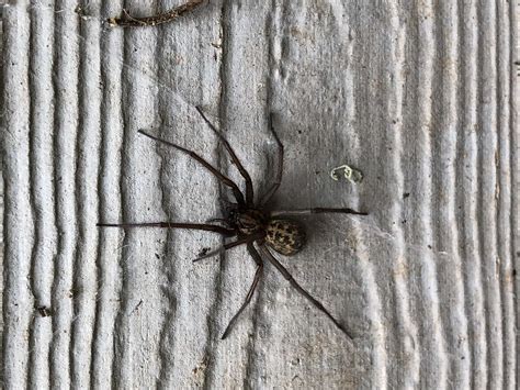 Eratigena duellica (Giant House Spider) in Estacada, Oregon United States