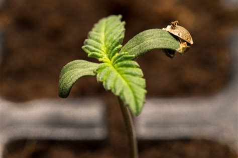 Seeds24 – Die Welt der Cannabissamen in einem Shop - Reportagen ...