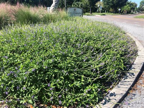 Native Pink Milkweed - Asclepias incarnata — Florida Native Plants Nursery & Landscaping