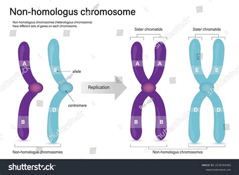 Homologous Chromosomes Diagram