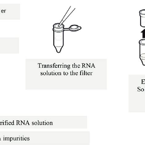 Isolation of RNA From Bacteria 的图像结果