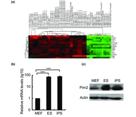 Image result for PIM2 Intracellular