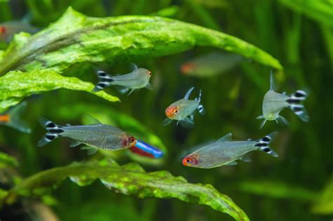 Rummy Nose Tetra: The Complete Care And Breeding Guide ...