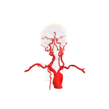 p3d.in - Segmentation-Vascular