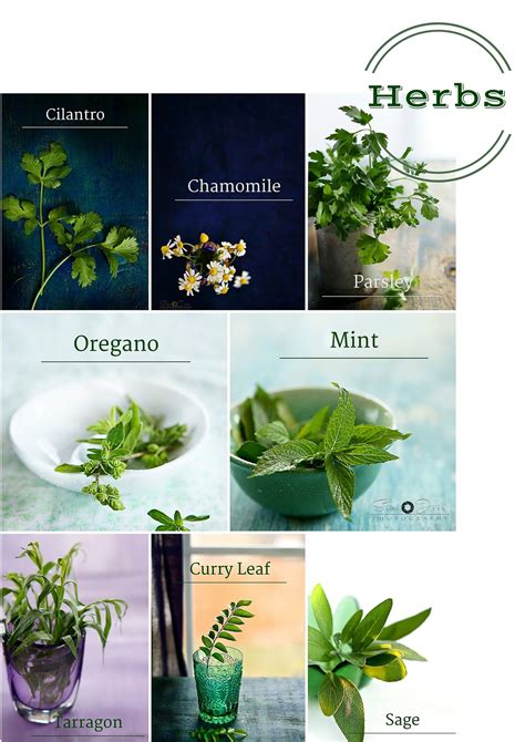 Herbs vs. Spices: Do You Know The Difference? | Tasty Bite | Tasty Bite