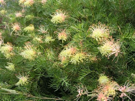 Grevillea 'Peaches and Cream' | Australian Botanic Garden Mount Annan