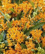 Image result for Orange Glory Flower Perennial