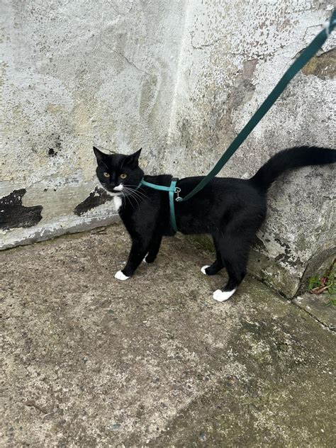 Adopted a male cat with an undescended testicle. He is now 10 1/2 months and becoming ...