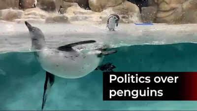 Mumbai mayor Kishori Pednekar visits penguin exhibit in Ahmedabad's ...