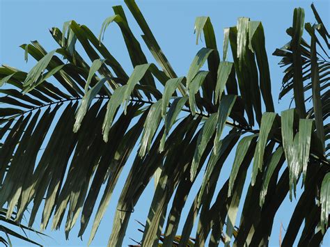 How to Plant and Grow Sugar palm(Arenga pinnata)