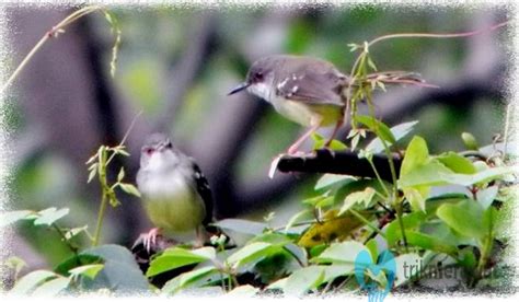 merawat ciblek giras - Featured Image