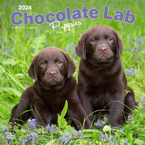 2024 Puppy Brown Labrador Retriever Calendar/Brown Trout 12x24 ...