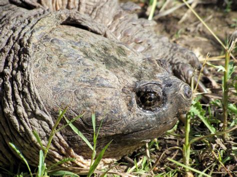Image result for Smooth Shell Snapping Turtle