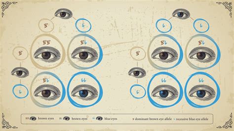 Image result for Phenotype Example