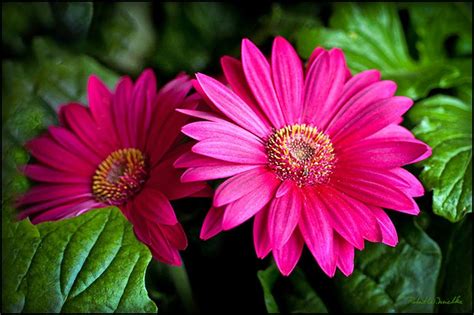 Pink Gerbera Plant - freeshipping with in India - PadmamNursery ...