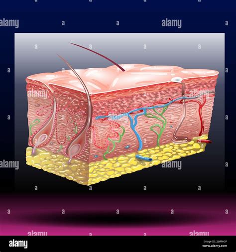Anatomy Of The Epidermis Of The Skin Stock Vector
