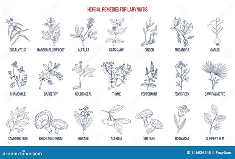 Best Herbal Remedies for Laryngitis Stock Vector - Illustration of botanical, herbal: 146836548