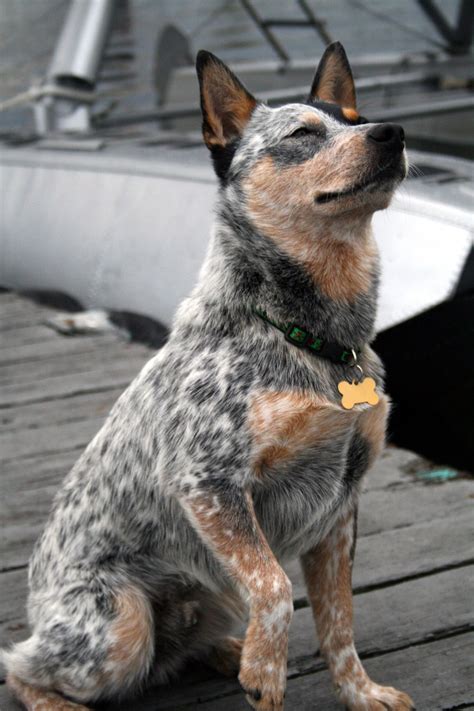 blue heeler | Blue heeler dogs, Austrailian cattle dog, Aussie cattle dog