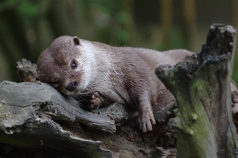 Small Clawed Otter Habitat at Emily Marsh blog