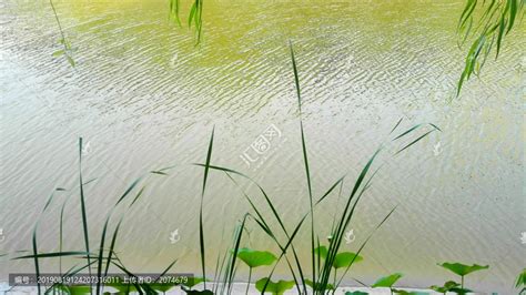 河边水草图片,农村河边常见的水草,农村常见的水草图片_大山谷图库