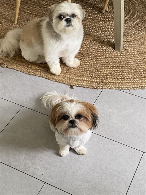 Small head, big body; big head, small body : r/Shihtzu