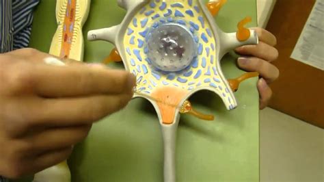 Multipolar Neuron Model 的图像结果