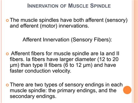 Image result for Muscle Spindle
