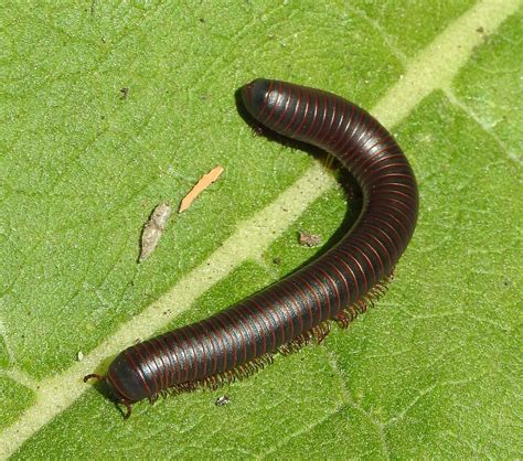 American Giant Millipede Worm - Free photo on Pixabay - Pixabay