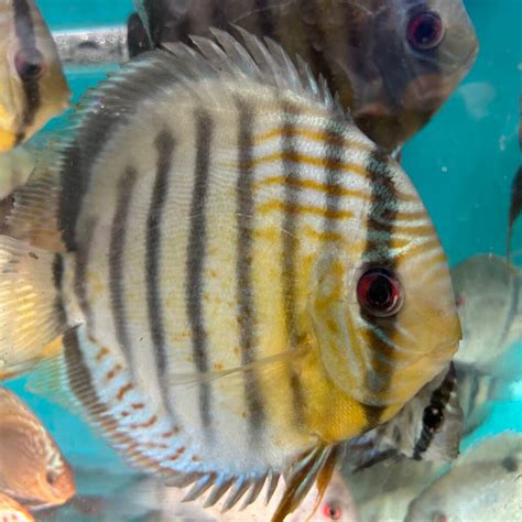 Image result for Blue Discus Fish