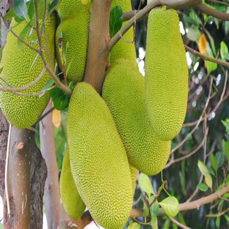 Buy Green Jackfruit Tree , Hybrid Grafted All Time Green Jackal Fruit ...