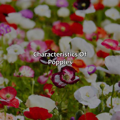 What Color Are Poppies - colorscombo.com