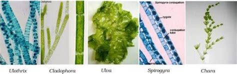 collect photographs of 5 plants each of the Thallophyta ,bryophyta ...