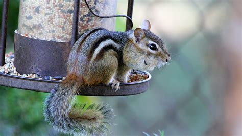 Keeping Chipmunks Away From Your Bird Feeders