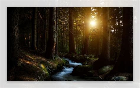 森林 的图像结果