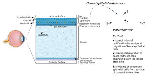 A Broad Overview on Pituitary Adenylate Cyclase-Activating Polypeptide ...