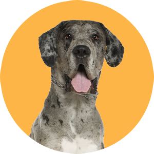 Online Pet Store | Pet Food, Supplies & Book Grooming & Vet Care | Zigly