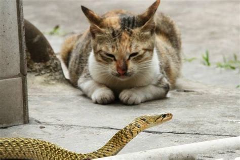 为什么猫不怕蛇？ - 知乎