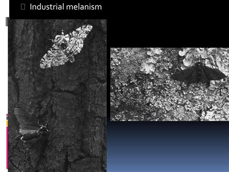 PPT - Topic 5: Evolution PowerPoint Presentation, free download - ID:594864