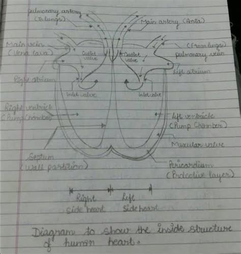 Draw the flow diagram of blood from the heart to the organs and back ...