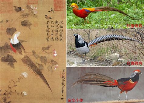 北宋皇帝宋徽宗赵佶的御题画《芙蓉锦鸡图》中找到900年前鸟类杂交的最早记录 - 神秘的地球 科学|自然|地理|探索