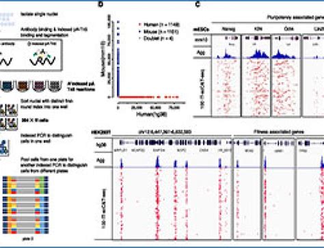 Image result for Split Pool Barcoding