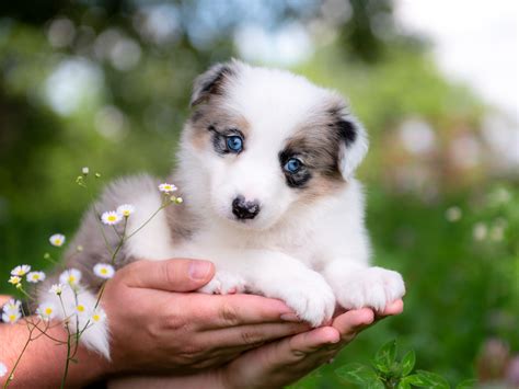 Border Collie Puppies For Sale | 2J 2K Border Collies