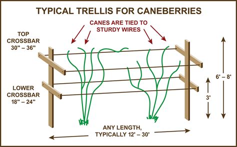 Image result for How to Build Raspberry Trellis