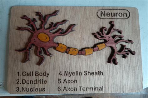 Image result for Neuron Model Project