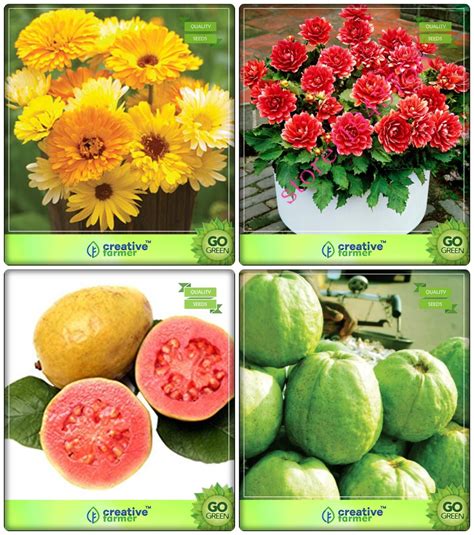 Creative Farmer Garden Decoration Combo Fruit : Psidium Guava, Kilo ...