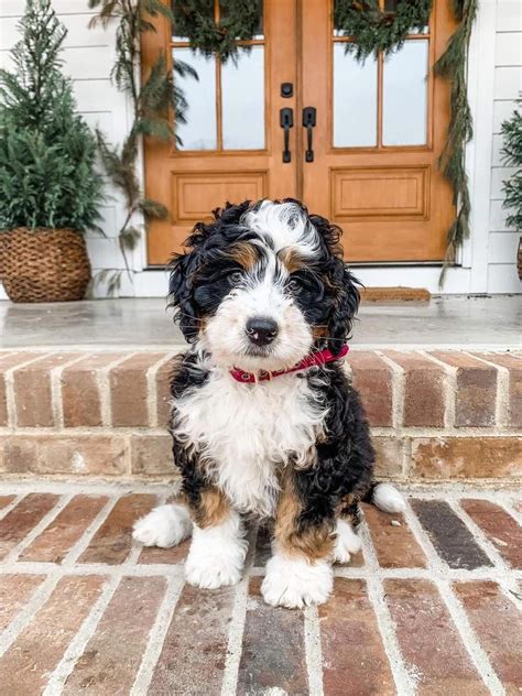 Bernedoodle size guide tiny mini medium standard – Artofit